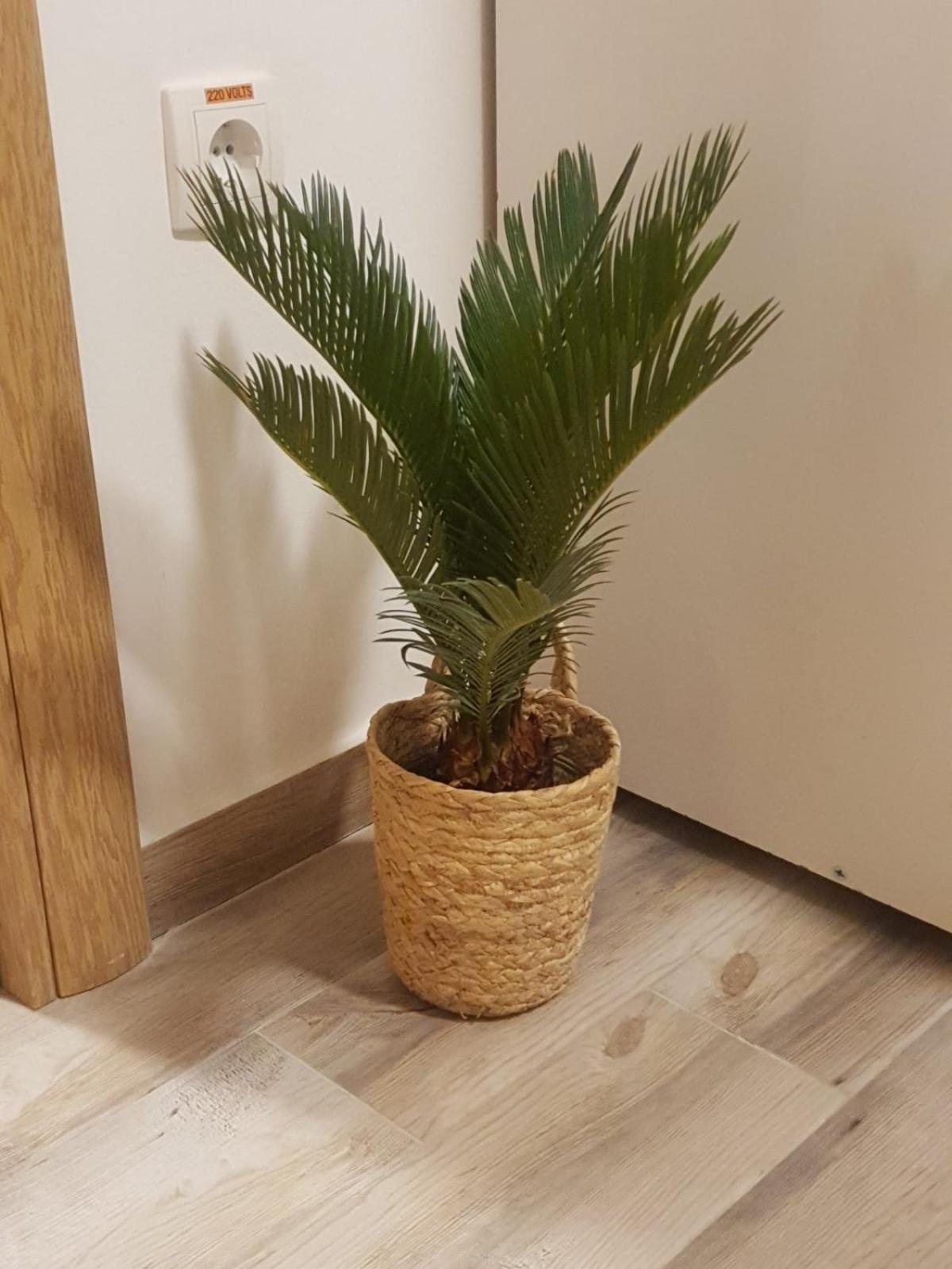 Apartment Rea Суботица Экстерьер фото